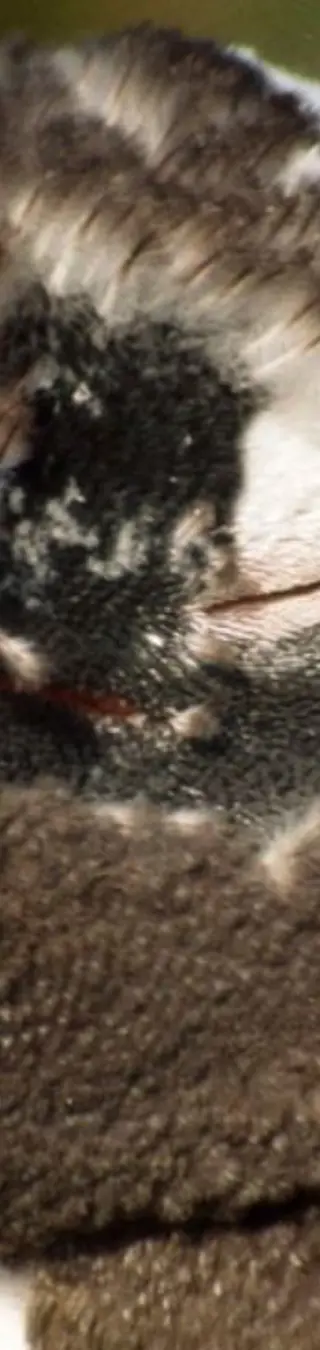 Ein junger Pinguin von Tausenden